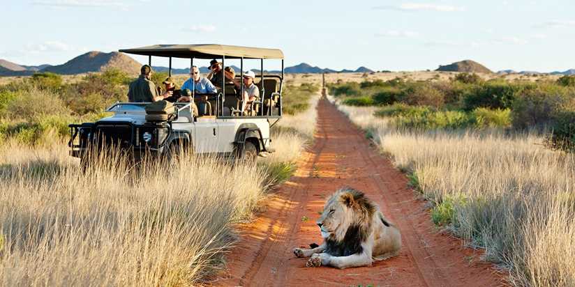 Go on a Safari tour